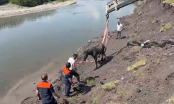 Kura Nehri'nde bataklığa saplanan at vinç yardımıyla kurtarıldı