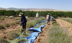 Malatya’da mor tarlalarda sıcak altında hasat mesaisi