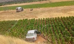 Malatya'da otomobil tütün tarlasına uçtu: 3 yaralı