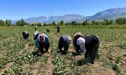 Sıcakta alın teriyle pancar çapalıyorlar