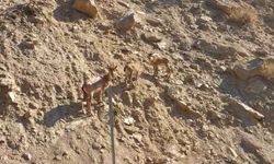 Tunceli'de nesli tükenme tehlikesi altında olan dağ keçileri objektife takıldı