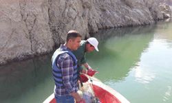 Van'da balıkçılar için beklenen gün: Sazangillerde av yasağı kalktı