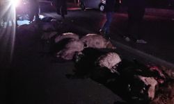 Adilcevaz’da trafik kazası: Çok sayıda koyun telef oldu