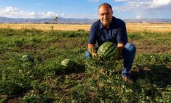 Ağrı'da yetişen kavun ve karpuzlar tezgâhlara hazırlanıyor