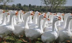 Başkanlığı bıraktı, kaz yetiştirmeye başladı