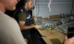 Bitlis'te balıklandırma seferberliği: 1,4 milyon yavru sazan bırakıldı