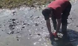 Çamura saplanan balıkları kurtarmak için tankerler seferber oldu