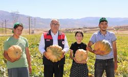 Elazığ'da 4 bin tonun üzerinde kabak rekoltesi bekleniyor