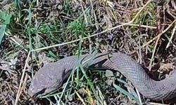 Hakkari'de 1,5 metrelik kocabaş yılanı görüntülendi
