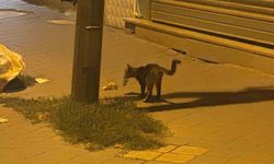 Iğdır'da şaşırtan görüntü: Fare ölü taklidi yaptı, kedi bırakmadı