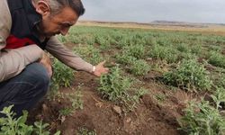 Patnos'ta Ada Çayı için ilk hasat heyecanı