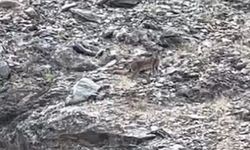 Tunceli'de vaşak görüntülendi