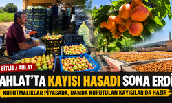 Ahlat’ta kayısı hasadı sona erdi, kurutmalıklar piyasada