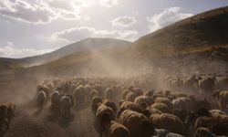 Tatvan’da koyun sürülerinin tozlu yolculuğu