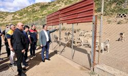 Bitlis’te 2 bin sahipsiz hayvanın bakımı sağlanıyor