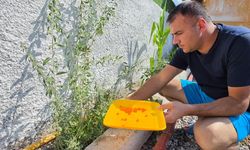 Tatvan’da deneme amaçlı yetiştirilen Goji Berryden ilk hasat alındı