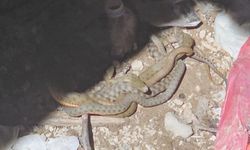 Dört yılanın doğadaki ilginç mücadelesi görüntülendi