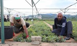 Bingöl’de 72 dönümlük fidanlıkta 18 çeşit fidan üretiliyor