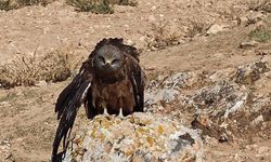 Elazığ'da çaylak kuşu yaralı halde bulundu