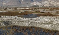 Erzincan'da Kuş Cenneti'nde göç öncesi son hareketlilik