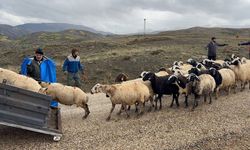 Erzincan’da yayla mesaisi bitti, dönüş yolculuğu başladı
