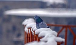 Erzurum türkülerinde güvercin ve turnanın ezgisel sırrı çözüldü