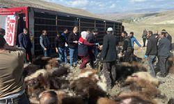 Erzurum'da hayvan yüklü tır yan yattı: 130 küçükbaş hayvan telef