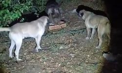Havlayan köpeklere aldırış etmedi, yemeğini afiyetle yedi