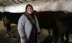 ‘Kırsalda bereket' projesi ile ilk buzağılar doğdu