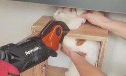 Malatya'da posta kutusuna sıkışan kedinin imdadına ekipler yetişti