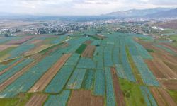 Muş Ovası'nda lahana hasadı başladı: Hedef 165 milyon lira