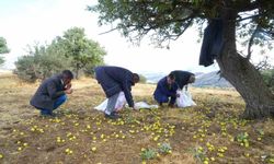 Muş'ta 110 bin ahlat ağacında armut hasadı devam ediyor