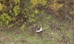Muş'ta çoban köpeği ile porsuğun mücadelesi drone ile kaydedildi