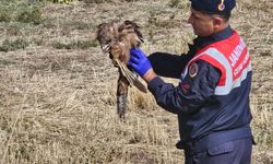 Muş'ta yaralı kızıl şahine jandarmadan yardım eli