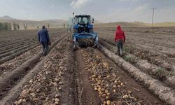 Patnos çiftçisinin emeği cips fabrikalarına taşınıyor