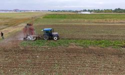 Şeker pancarı Muş ekonomisine can suyu oldu