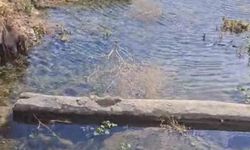 Sular çekildi, Yüksekova'da balıklar için kurtarma operasyonu başladı