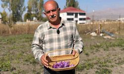 Tarladan gelen servet, kilosu 1 milyon lirayı buluyor