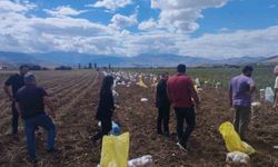 Tercan’da patates tarlalarında hasat sevinci