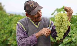 Tescilli üzümde 80 bin tonluk hasat beklentisi