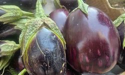 Tombul patlıcanlar Elazığlıların dikkatinde