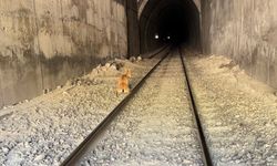 Tren, tünele giren dağ keçilerine çarparak telef etti