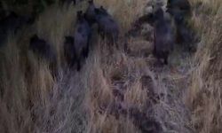 Tunceli'de dronla görüntülenen domuz sürüsü üreticileri korkutuyor