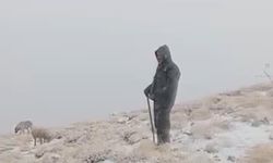 Tunceli’de karla kaplı meralarda koyunlar otlamaya devam etti