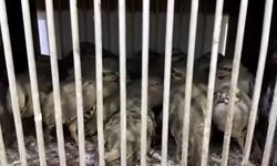 van’da kaçak kafes avına 211 bin 764 tl ceza