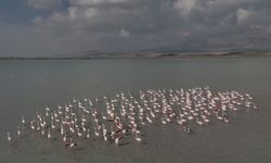 Flamingolar, Arin Gölü’ne bu yıl gecikmeli geldi