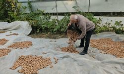 Tescilli Adilcevaz cevizinde hasat mesaisi sürüyor