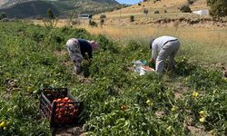 Tatvan’da havaların soğumasıyla domates hasadı hızlandı