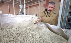 Ahlat, yemeklik ve tohumluk kuru fasulyede Türkiye’nin üretim merkezi oldu
