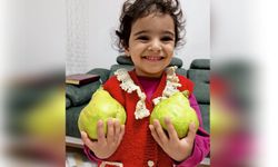 Ahlat’ta dev armutlar yetişiyor! Boyutları görenleri şaşırtıyor